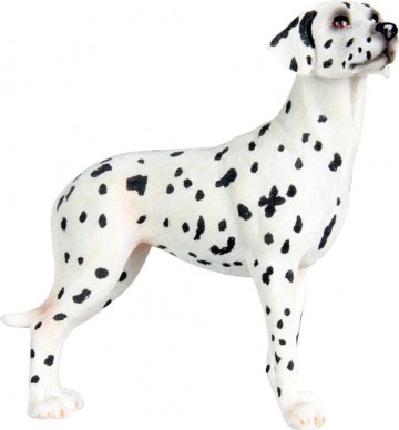 Dalmatier 900824