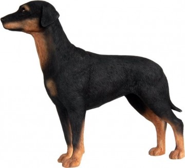 Doberman 900825 x