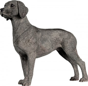 Weimaraner 900813